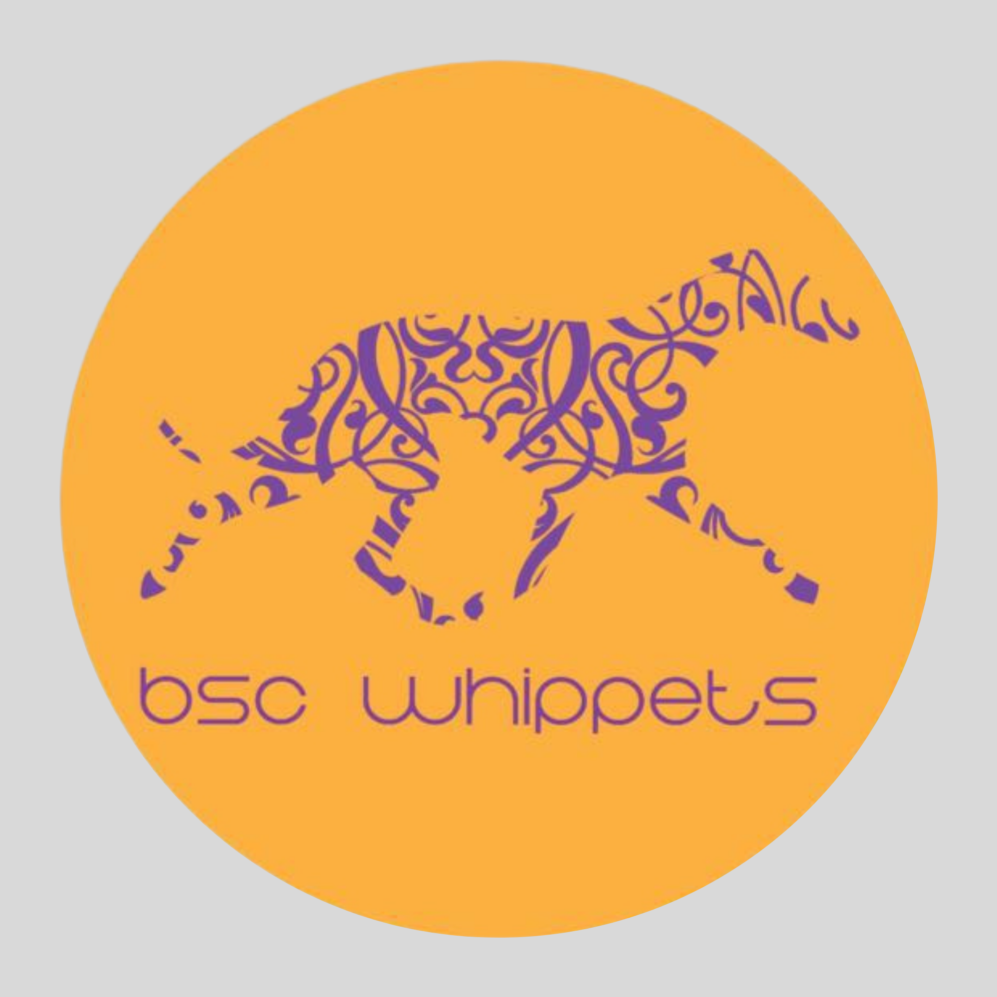 CANIL BSC WHIPPETS